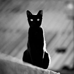 Koshka